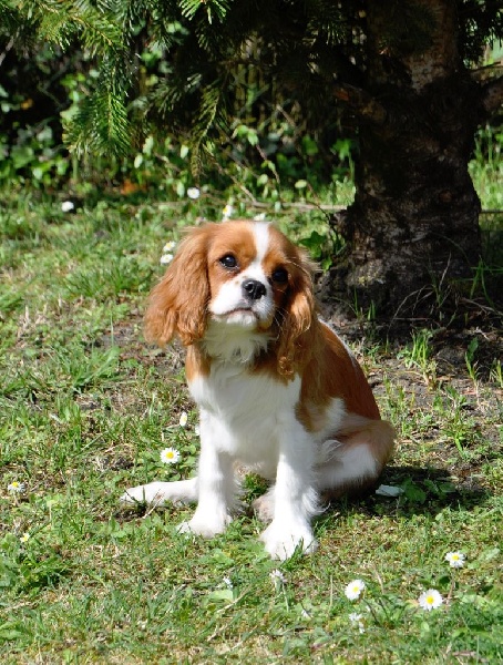 Iona d'Yvonniere